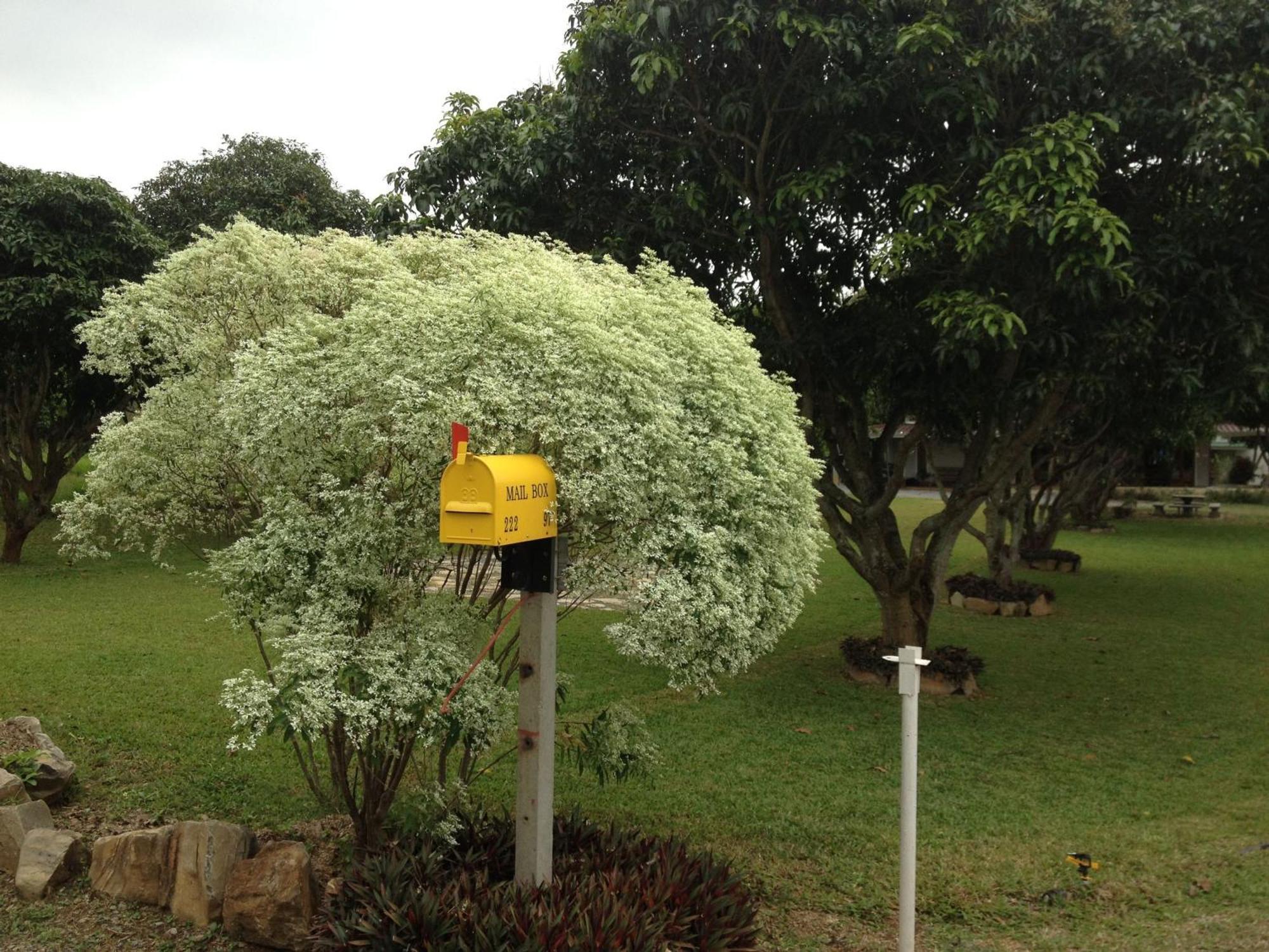 Hotel Jardin De Mangue Pak Chong Esterno foto